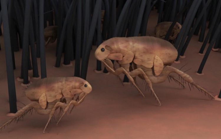 'Mục sở thị’ các loại vũ khí côn trùng kinh khủng nhất từng được sử dụng 'Mục sở thị’ các loại vũ khí côn trùng kinh khủng nhất từng được sử dụng