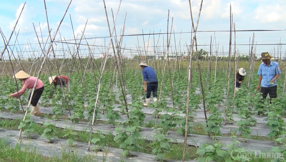 Dịch Covid-19 được kiểm soát, hoạt động hợp tác xã khởi sắc Dịch Covid-19 được kiểm soát, hoạt động hợp tác xã khởi sắc