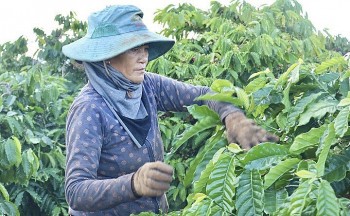 Giá cà phê hôm nay 4/10: Giá cà phê trong nước đi ngang