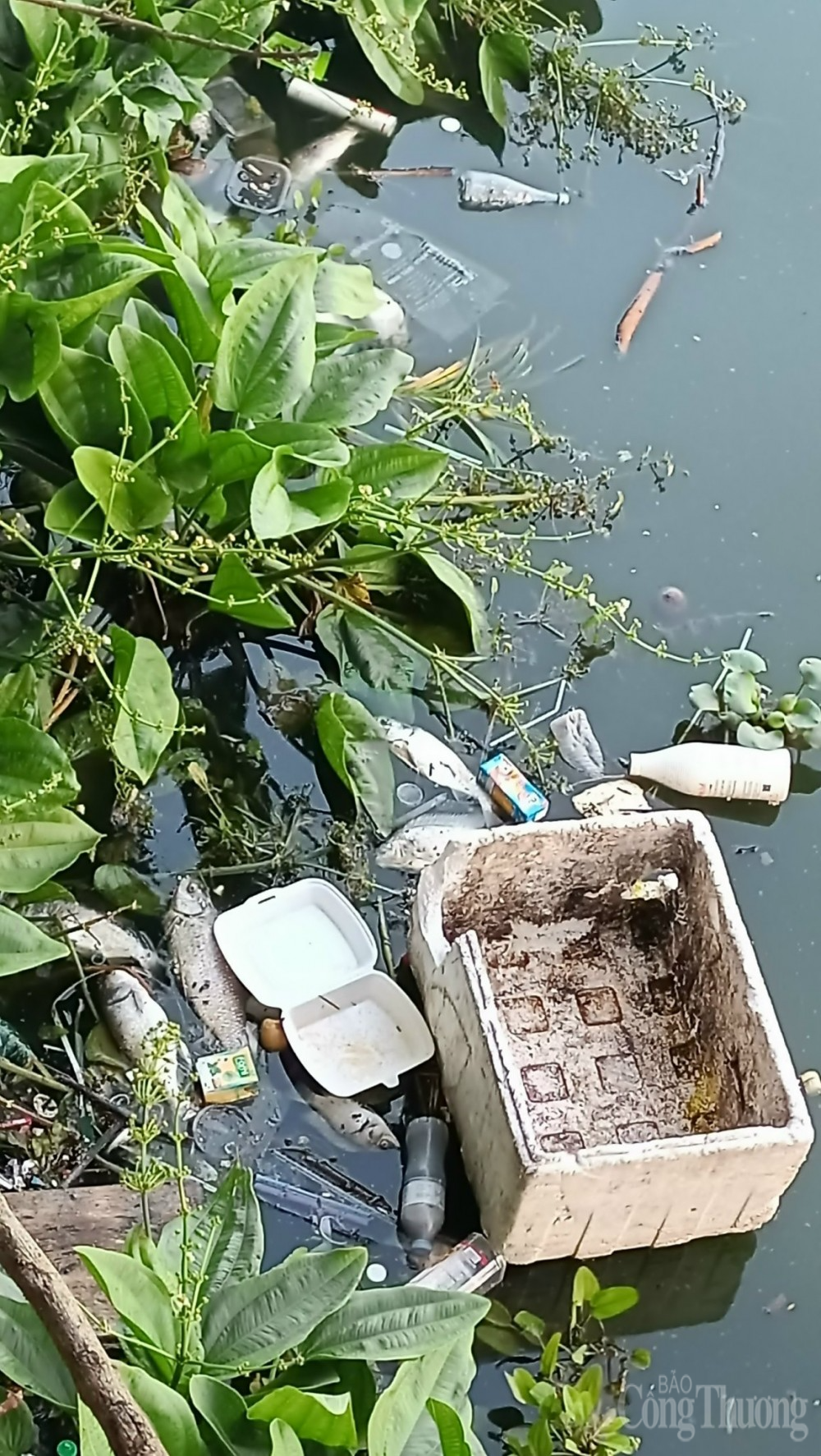 Nguyên nhân nào khiến cá chết hàng loạt nổi trắng mặt hồ Tây?