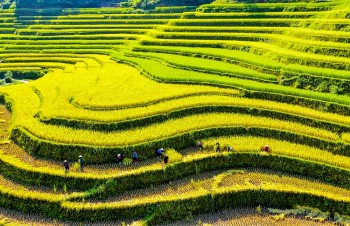 Sức vươn Hoàng Su Phì