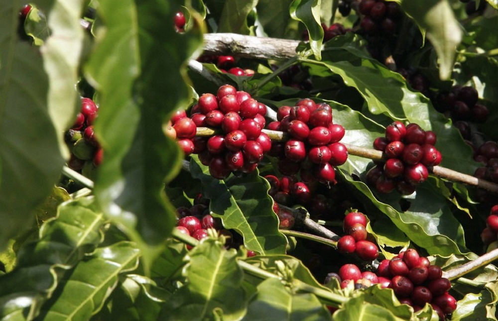 Giá cà phê hôm nay, 24/12: Giá cà phê trong nước sát mốc 41.000 đồng/kg