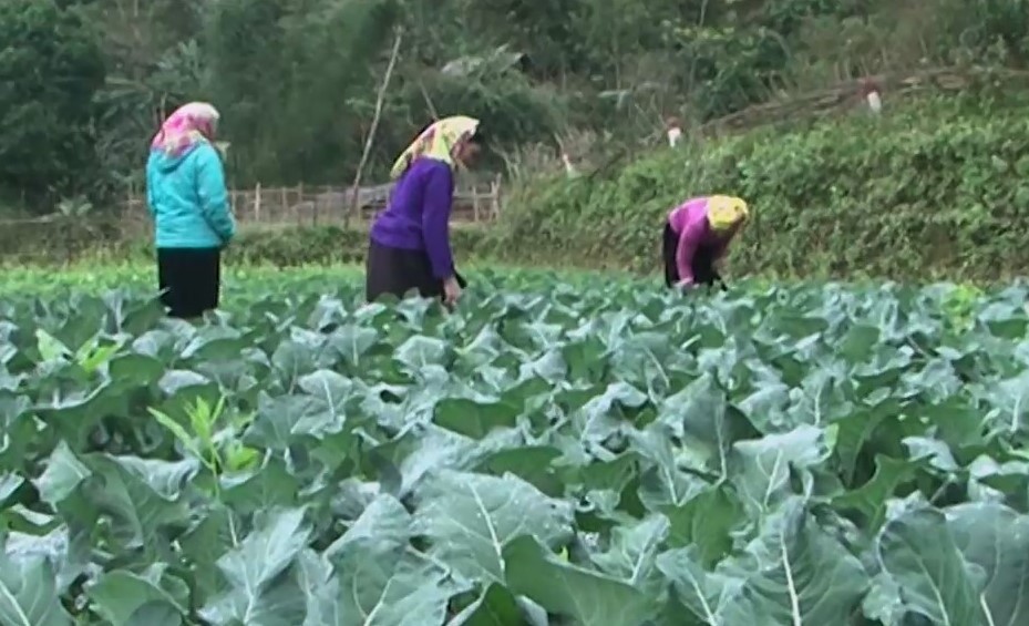 Bước chuyển biến trong phát triển kinh tế xã hội ở huyện Bắc Mê tỉnh Hà Giang Bước chuyển biến trong phát triển kinh tế xã hội ở huyện Bắc Mê tỉnh Hà Giang