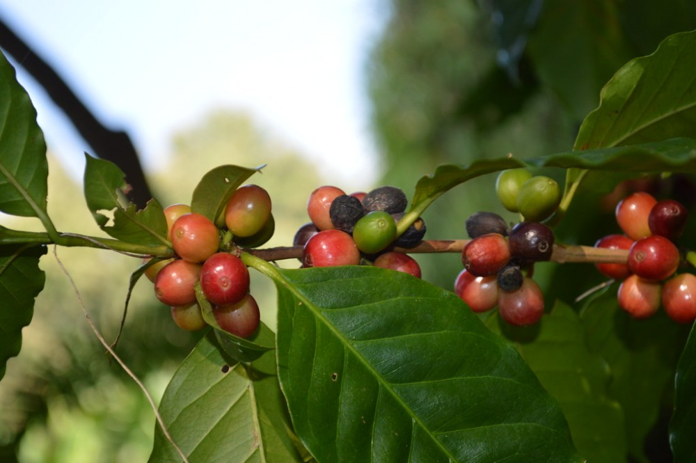 Theo ảnh hưởng của giá cà phê thế giới, giá cà phê trong nước trong tuần này dự kiến cũng sẽ đi ngang. Theo ảnh hưởng của giá cà phê thế giới, giá cà phê trong nước trong tuần này dự kiến cũng sẽ đi ngang.