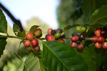 Giá cà phê hôm nay 25/12: Giá cà phê trong nước giảm 100 đồng/kg