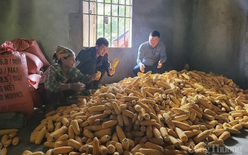 Cuộc sống mới của người Đan Lai - Bài 2: Người Đan Lai đã an cư