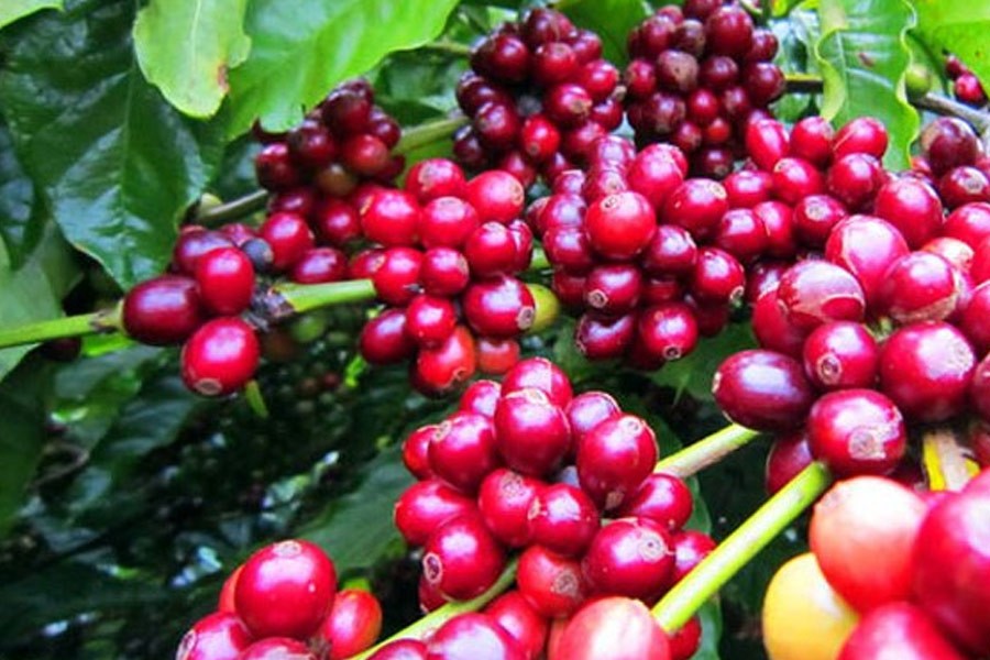 Giá cà phê hôm nay, 22/12: Giá cà phê trong nước tăng nhẹ 200 đồng/kg Giá cà phê hôm nay, 22/12: Giá cà phê trong nước tăng nhẹ 200 đồng/kg