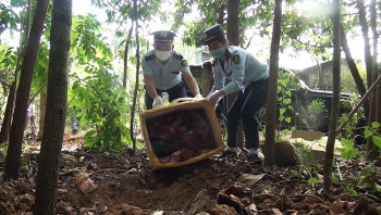 Sơn La: Bắt ô tô chở 215 kg nội tạng bốc mùi hôi thối đi tiêu thụ