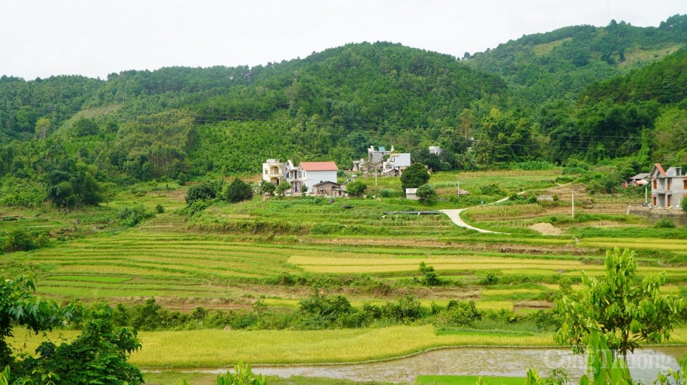 Vẻ đẹp của ruộng bậc thang ở huyện Bình Liêu Vẻ đẹp của ruộng bậc thang ở huyện Bình Liêu