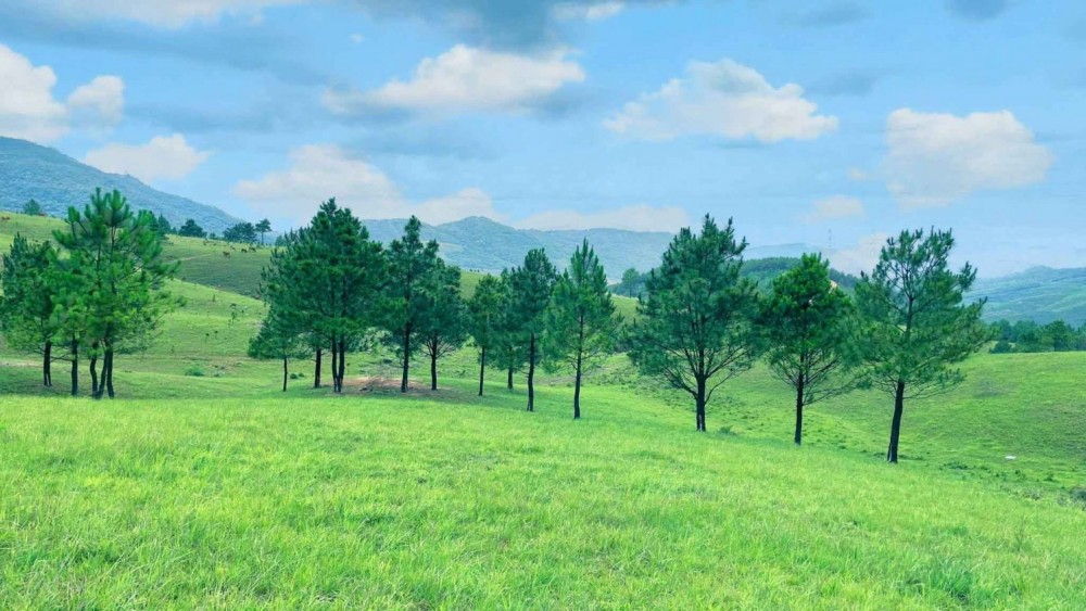 Đồi Phượng Hoàng (Quảng Ninh) được bao bọc bởi những dãy núi trùng điệp, cánh rừng thông bạt ngàn cùng trảng cỏ xanh trải dài bất tận Đồi Phượng Hoàng (Quảng Ninh) được bao bọc bởi những dãy núi trùng điệp, cánh rừng thông bạt ngàn cùng trảng cỏ xanh trải dài bất tận