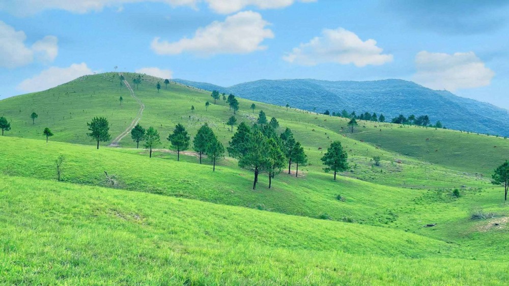 Khung cảnh nên thơ của đồi Phượng Hoàng mùa cỏ xanh Khung cảnh nên thơ của đồi Phượng Hoàng mùa cỏ xanh