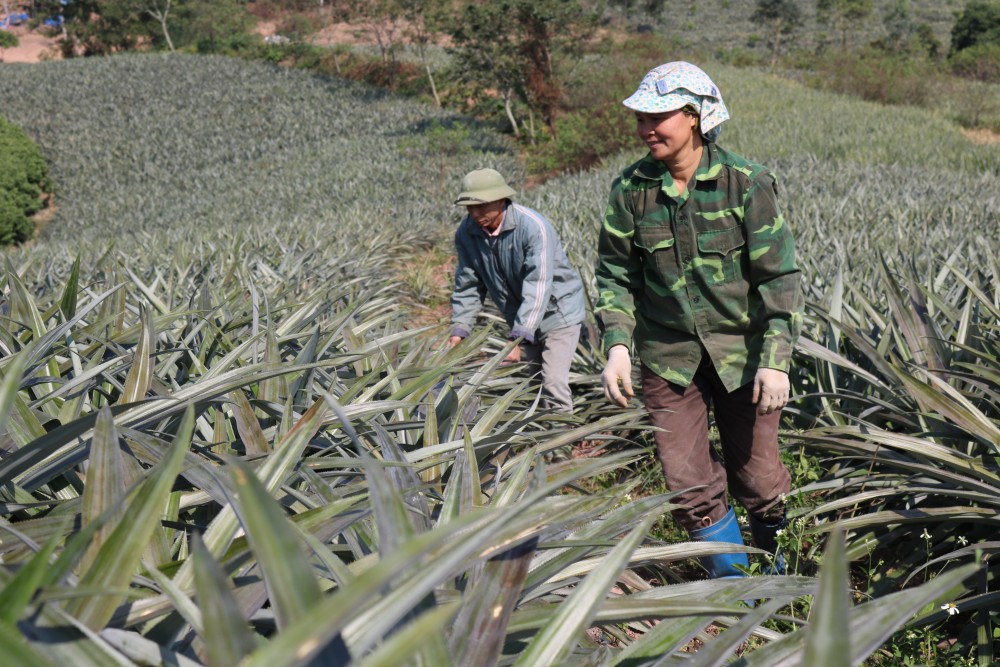 Mô hình sản xuất dứa theo quy trình VietGAP ở thôn Đồng Cống, xã Bảo Sơn của HTX Sản xuất Dứa Lục Nam Mô hình sản xuất dứa theo quy trình VietGAP ở thôn Đồng Cống, xã Bảo Sơn của HTX Sản xuất Dứa Lục Nam