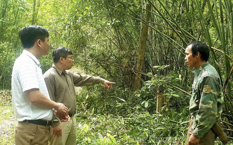 Cây lùng xóa đói, giảm nghèo ở huyện miền núi Nghệ An Cây lùng xóa đói, giảm nghèo ở huyện miền núi Nghệ An