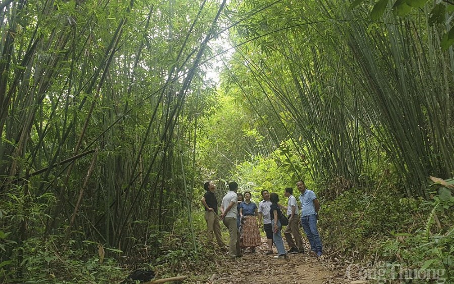 Cây lùng xóa đói, giảm nghèo ở huyện miền núi Nghệ An Cây lùng xóa đói, giảm nghèo ở huyện miền núi Nghệ An