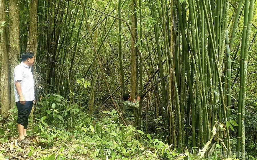 Cây lùng xóa đói, giảm nghèo ở huyện miền núi Nghệ An Cây lùng xóa đói, giảm nghèo ở huyện miền núi Nghệ An