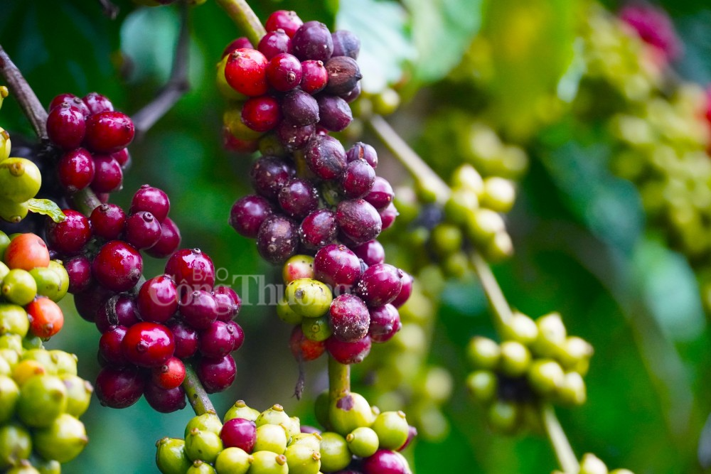 Giá cà phê hôm nay 30/10: Giá cà phê trong nước cao nhất 41.000 đồng/kg Giá cà phê hôm nay 30/10: Giá cà phê trong nước cao nhất 41.000 đồng/kg