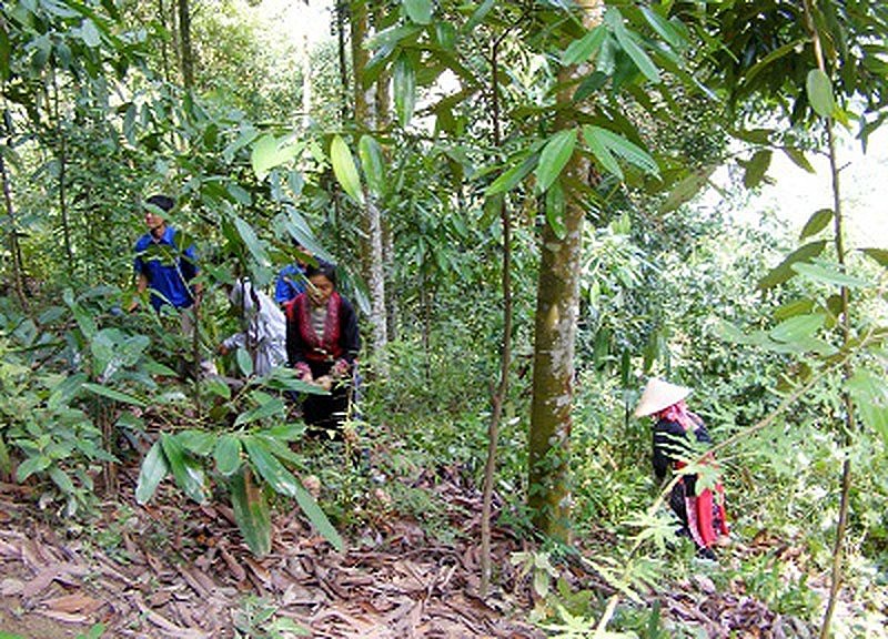  Ngày một nhiều gia đình phụ nữ người Dao Đỏ đã tập trung trồng quế hữu cơ