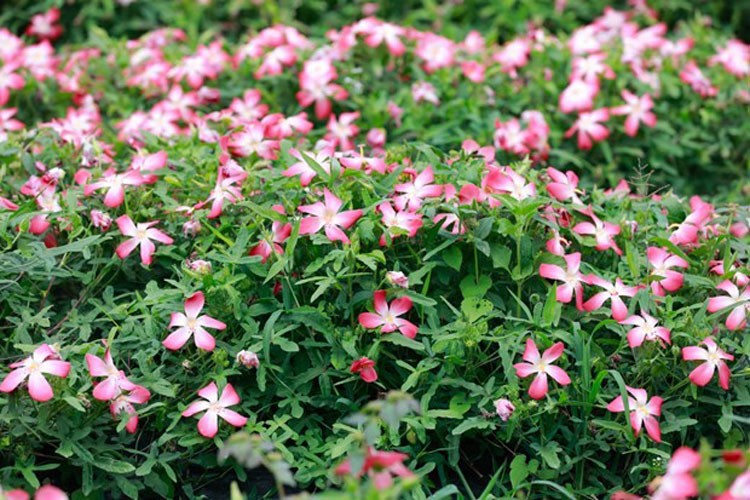 Triển vọng phát triển cây Sâm Bố Chính ở Sơn La Triển vọng phát triển cây Sâm Bố Chính ở Sơn La