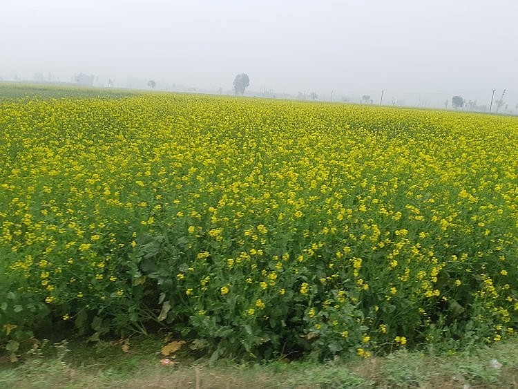 : Cánh đồng cải mù tạt tại Sambhal, Ấn Độ (Nguồn: Rural voice) : Cánh đồng cải mù tạt tại Sambhal, Ấn Độ (Nguồn: Rural voice)