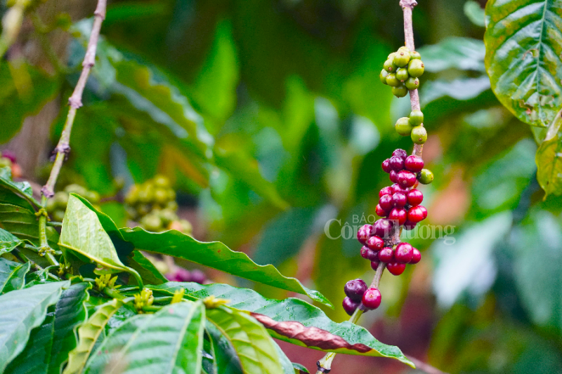 Giá cà phê hôm nay 2/11: Giá cà phê trong nước tăng 100 đồng/kg Giá cà phê hôm nay 2/11: Giá cà phê trong nước tăng 100 đồng/kg