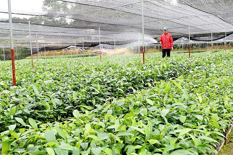 Lào Cai: Xây dựng thương hiệu quế Bảo Yên Lào Cai: Xây dựng thương hiệu quế Bảo Yên