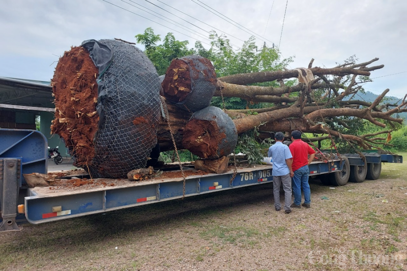 Gia Lai: Xử phạt xe đầu kéo chở 5 cây cổ thụ quá khổ chạy trên quốc lộ