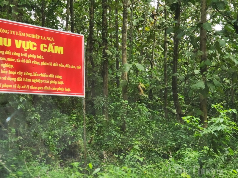 Người Chơ Ro ở Đồng Nai phát triển kinh tế nhờ trồng rừng bền vững Người Chơ Ro ở Đồng Nai phát triển kinh tế nhờ trồng rừng bền vững