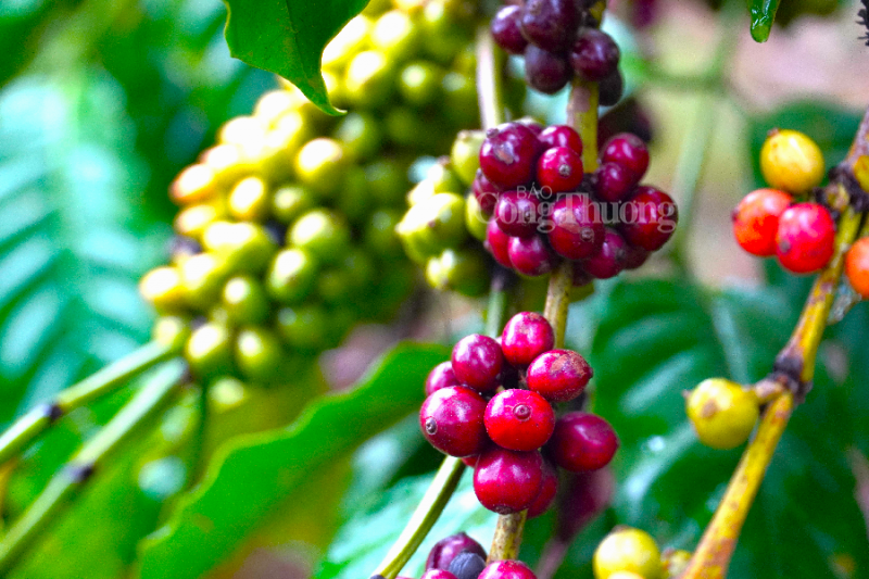 Giá cà phê hôm nay 11/11: Giá cà phê trong nước giảm 200 đồng/kg Giá cà phê hôm nay 11/11: Giá cà phê trong nước giảm 200 đồng/kg