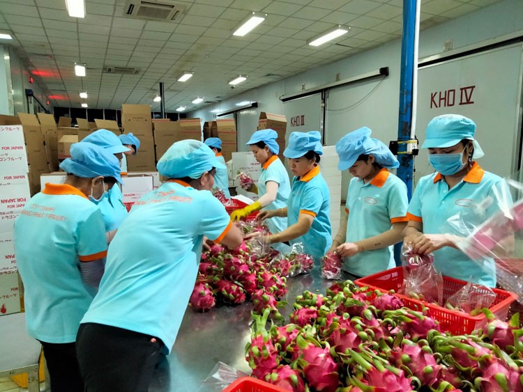 Thực thi Hiệp định EVFTA: Cơ hội và thách thức song hành Thực thi Hiệp định EVFTA: Cơ hội và thách thức song hành