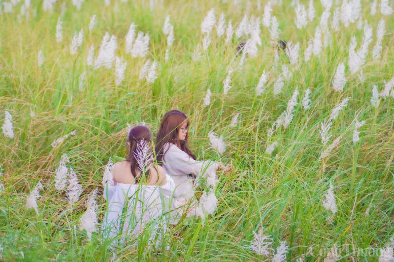 Đà Nẵng: Giới trẻ đua nhau “check in” tại cánh đồng cỏ lau đẹp ngây ngất