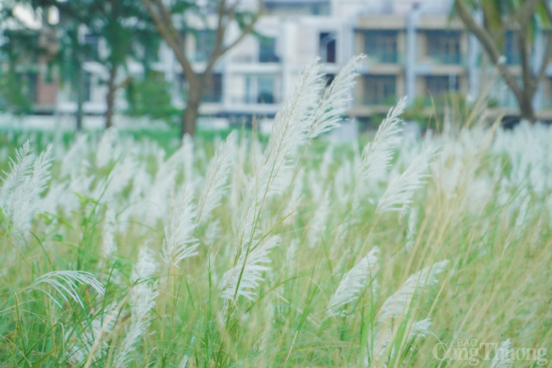 Đà Nẵng: Giới trẻ đua nhau “check in” tại cánh đồng cỏ lau đẹp ngây ngất