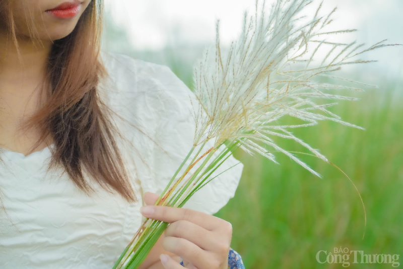 Đà Nẵng: Giới trẻ đua nhau “check in” tại cánh đồng cỏ lau đẹp ngây ngất