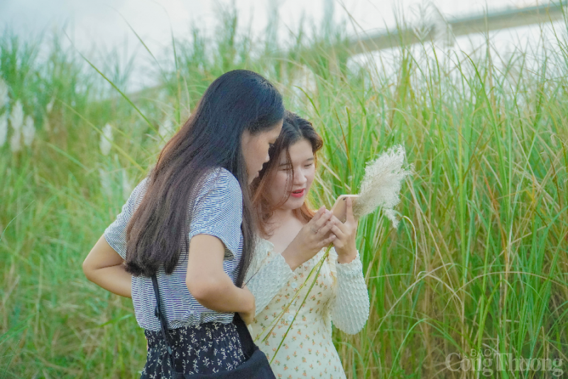Đà Nẵng: Giới trẻ đua nhau “check in” tại cánh đồng cỏ lau đẹp ngây ngất