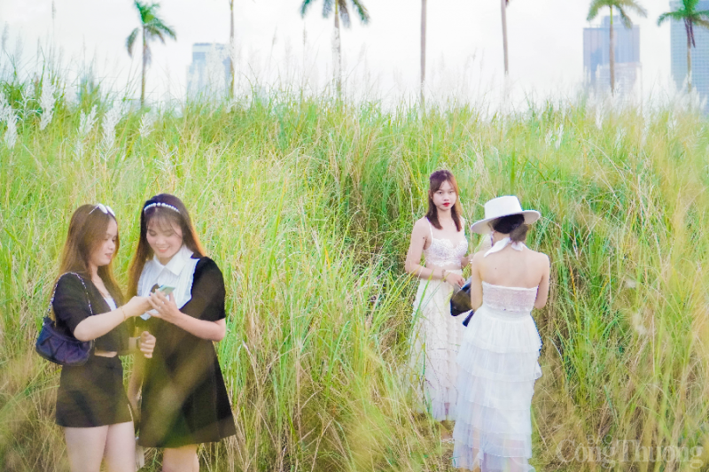 Đà Nẵng: Giới trẻ đua nhau “check in” tại cánh đồng cỏ lau đẹp ngây ngất