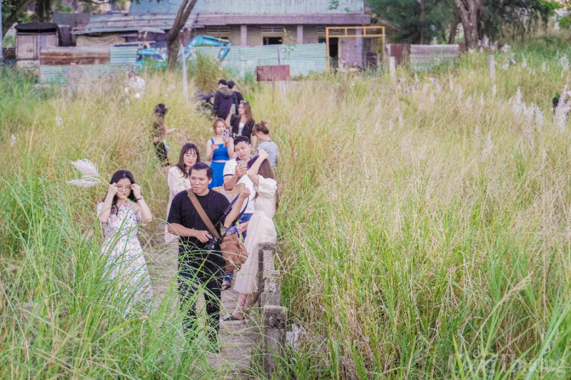 Đà Nẵng: Giới trẻ đua nhau “check in” tại cánh đồng cỏ lau đẹp ngây ngất
