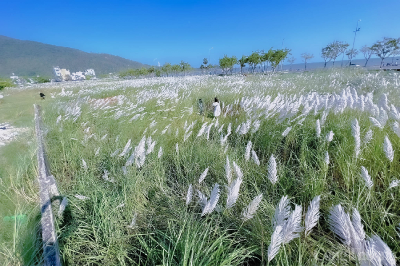 Đà Nẵng: Giới trẻ đua nhau “check in” tại cánh đồng cỏ lau đẹp ngây ngất