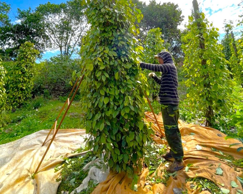 Ảnh: VPA Ảnh: VPA