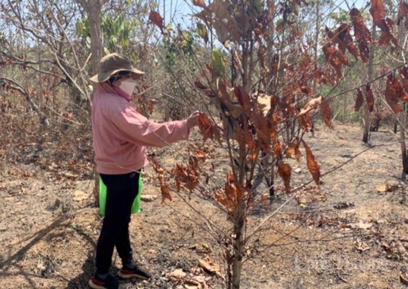 Kỳ 1: Dự án thủy lợi 305,5 tỉ đồng thành… “thủy hại” Kỳ 1: Dự án thủy lợi 305,5 tỉ đồng thành… “thủy hại”
