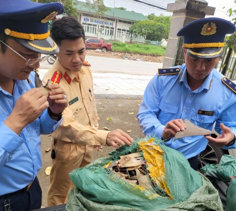 Số vây cá mập khô không rõ nguồn gốc bị lực lượng chức năng tỉnh Quảng Ninh phát hiện Số vây cá mập khô không rõ nguồn gốc bị lực lượng chức năng tỉnh Quảng Ninh phát hiện
