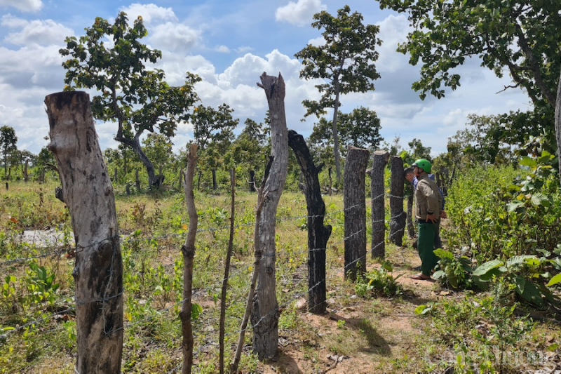 Bảo vệ rừng ở Gia Lai - Bài toán chưa có lời giải tốt