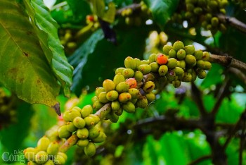 Giá cà phê hôm nay 27/11: Giá cà phê trong nước vượt mốc 40.000 đồng/kg