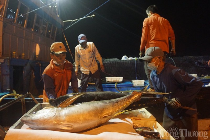 Doanh nghiệp xuất khẩu cà ngừ chưa tận dụng hết ưu thế của các hiệp định EVFTA, CPTPP Doanh nghiệp xuất khẩu cà ngừ chưa tận dụng hết ưu thế của các hiệp định EVFTA, CPTPP