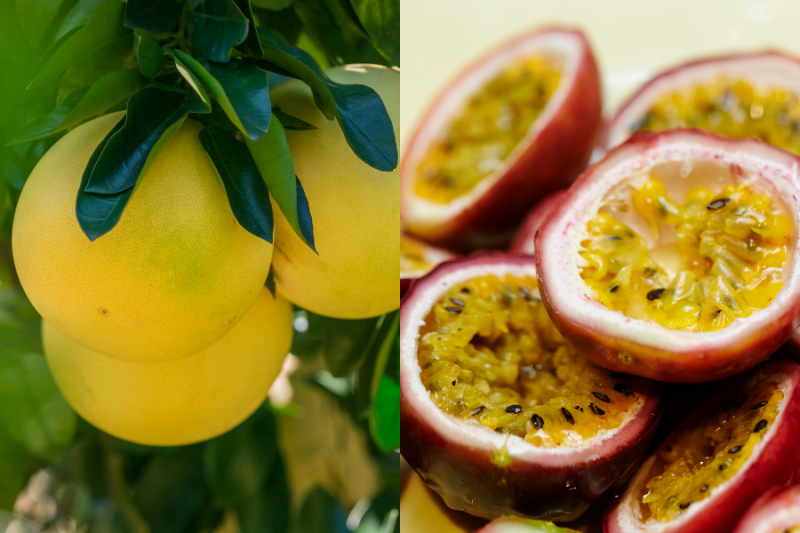 Đắk Nông: Bưởi và chanh dây được cấp mã số vùng trồng xuất khẩu Đắk Nông: Bưởi và chanh dây được cấp mã số vùng trồng xuất khẩu