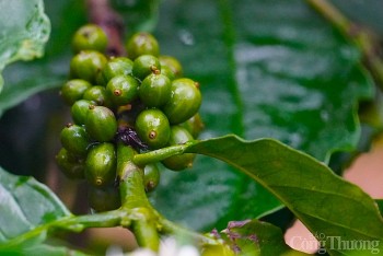 Giá cà phê hôm nay 04/12: Giá cà phê trong nước giảm trở lại