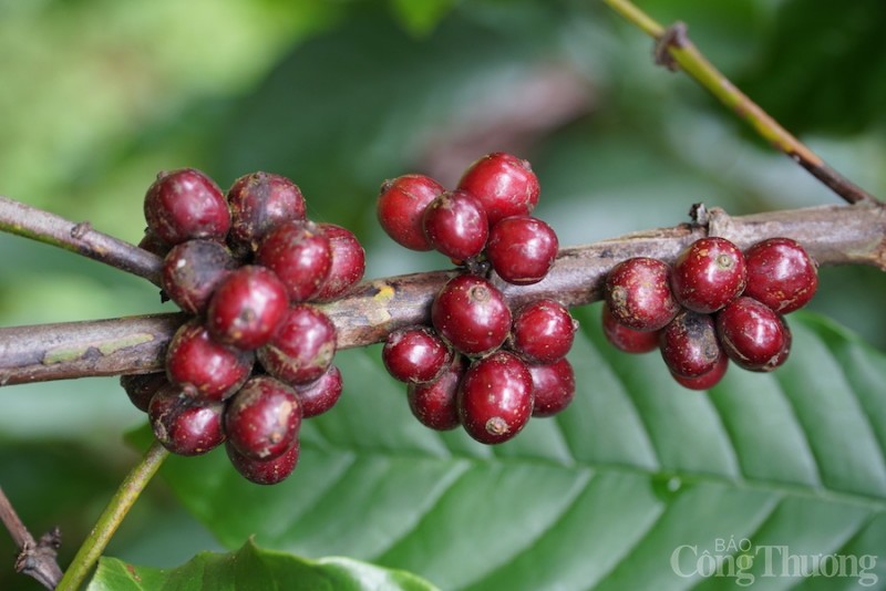 Giá cà phê hôm nay, 05/12: Giá cà phê trong nước vượt mốc 41.000 đồng/kg Giá cà phê hôm nay, 05/12: Giá cà phê trong nước vượt mốc 41.000 đồng/kg