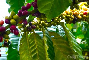 Giá cà phê hôm nay 7/12: Giá cà phê trong nước tăng trở lại
