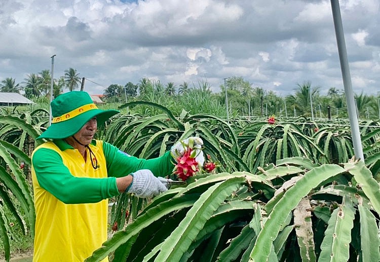 Rực mùa thanh long cùng NPK Cà Mau