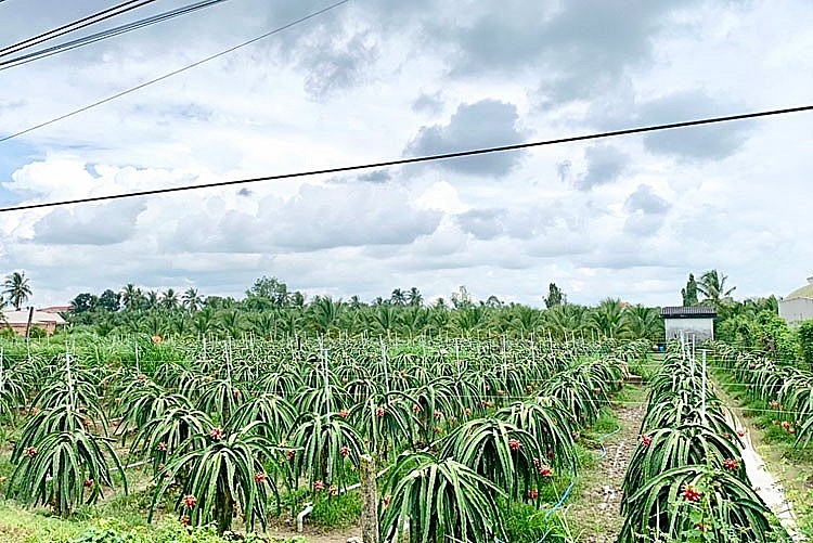 Rực mùa thanh long cùng NPK Cà Mau