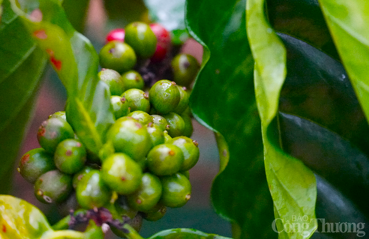 giá cà phê hôm nay giá cà phê hôm nay