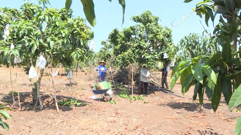 Đắk Nông: Phấn đấu đến năm 2025 giá trị xuất khẩu nông sản đạt trên 1,2 tỷ USD Đắk Nông: Phấn đấu đến năm 2025 giá trị xuất khẩu nông sản đạt trên 1,2 tỷ USD